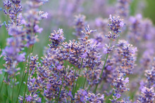 Selective Focus On Lavender Flower. Plant Background. Close Up. 