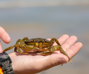 Wall Mural - Hand holding a crab