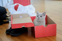 Close Up Photo Of A Gray Kitten In Red Shoe Box