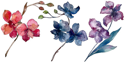 Orchid floral botanical flowers. Watercolor background illustration set. Isolated orchids illustration element.