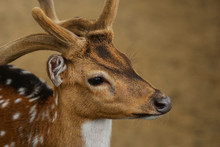 Portrait Of A Young Female Deer, Indonesia