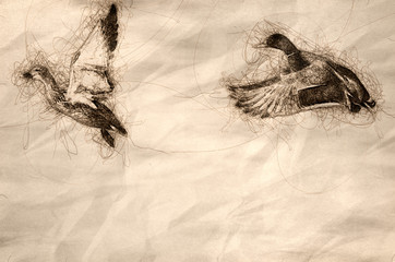 Poster - Sketch of Mallard Ducks Taking to Flight from the Rocky River Shore