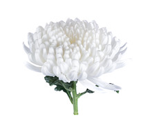 White Chrysanthemums Isolated On White Background