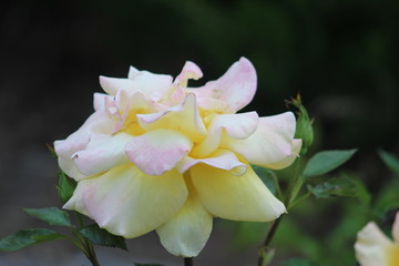 pink tinged rose