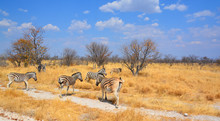Zebras Are Several Species Of African Equids (horse Family) United By Their Distinctive Black And White Stripes. Etosha National Park Is A National Park In Northwestern Namibia. 