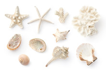 Set / Collection Of Various Shells, Corals, Sea Snails And Starfish Isolated On A White Background, Natural Decorative Marine Design Elements, Top View