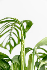 Wall Mural - Monstera leaf to unfurl on a white background, creative tropical plant concept, Monstera Epipremnoides