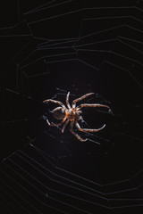 Wall Mural - the spider hunts at night on the web, the predator weaves a network for hunting, atmospheric background for Halloween, a macro photograph of a arthropod creature