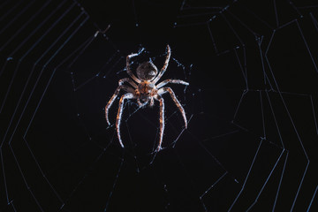 Wall Mural - the spider hunts at night on the web, the predator weaves a network for hunting, atmospheric background for Halloween, a macro photograph of a arthropod creature