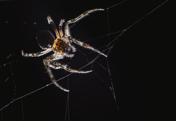 Wall Mural - the spider hunts at night on the web, the predator weaves a network for hunting, atmospheric background for Halloween, a macro photograph of a arthropod creature