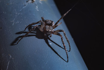 Wall Mural - the spider hunts at night on the web, the predator weaves a network for hunting, atmospheric background for Halloween, a macro photograph of a arthropod creature