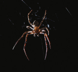 Wall Mural - the spider hunts at night on the web, the predator weaves a network for hunting, atmospheric background for Halloween, a macro photograph of a arthropod creature
