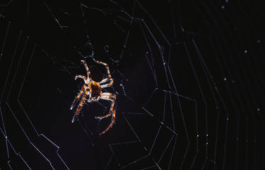 Wall Mural - the spider hunts at night on the web, the predator weaves a network for hunting, atmospheric background for Halloween, a macro photograph of a arthropod creature