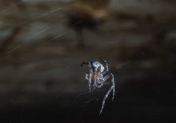 Wall Mural - the spider hunts at night on the web, the predator weaves a network for hunting, atmospheric background for Halloween, a macro photograph of a arthropod creature
