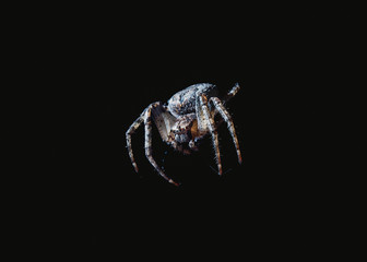 Wall Mural - the spider hunts at night on the web, the predator weaves a network for hunting, atmospheric background for Halloween, a macro photograph of a arthropod creature