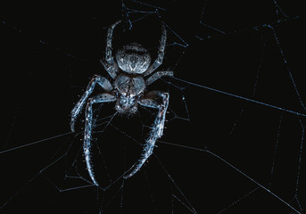 Wall Mural - the spider hunts at night on the web, the predator weaves a network for hunting, atmospheric background for Halloween, a macro photograph of a arthropod creature