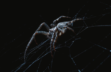 Wall Mural - the spider hunts at night on the web, the predator weaves a network for hunting, atmospheric background for Halloween, a macro photograph of a arthropod creature
