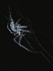 Wall Mural - the spider hunts at night on the web, the predator weaves a network for hunting, atmospheric background for Halloween, a macro photograph of a arthropod creature