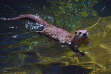 North American River Otter Paddling