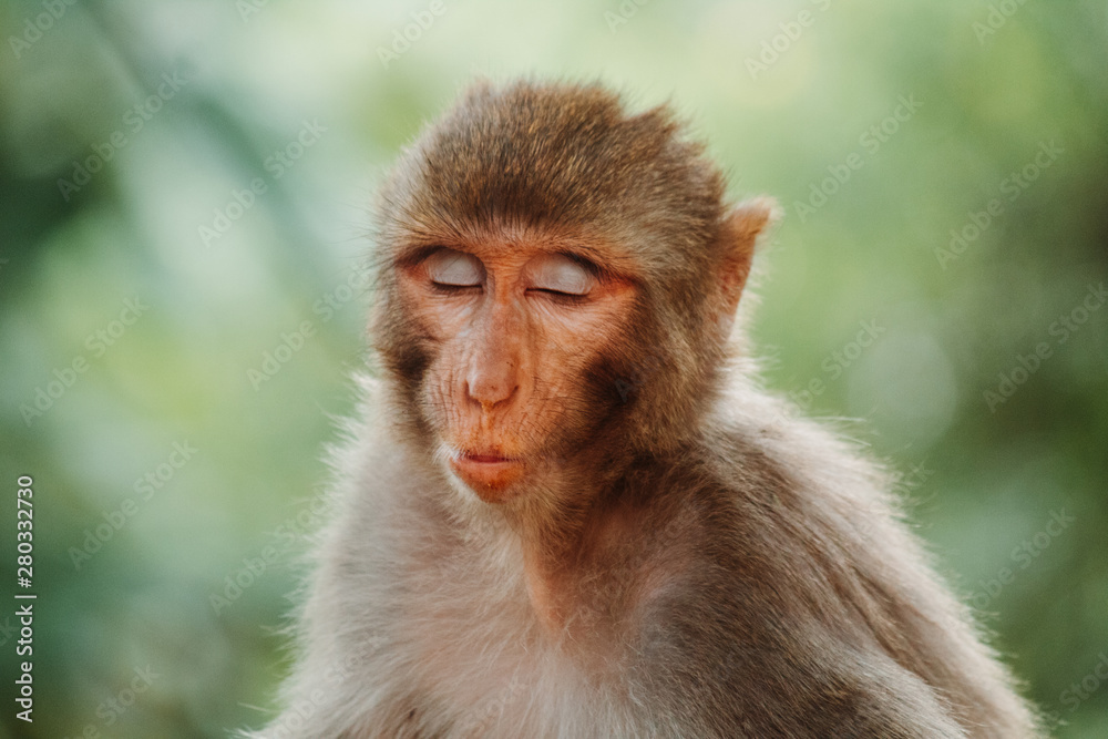 Portrait of a monkey making funny face - obrazy, fototapety, plakaty 