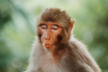 Portrait Of A Monkey Making Funny Face