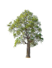 tree isolated on white background, collections tree isolated, tree object