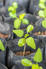 The chilli is planted in a black bag.