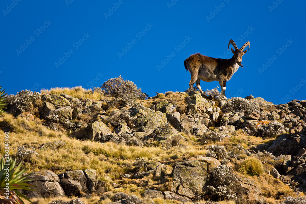 Cabra Ibex Walia, Montañas Simien, Etiopia, Africa - obrazy, fototapety, plakaty 