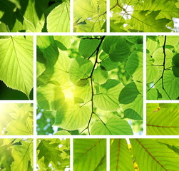 Wall Mural - green collage from leaves of different trees