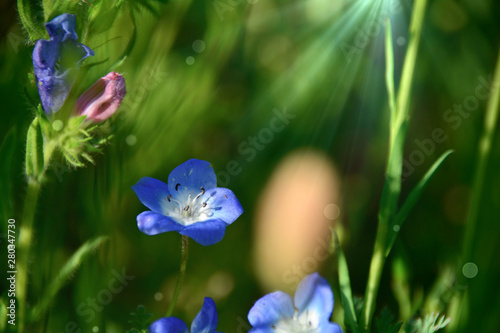 Sommer Blumenwiese - Sommerblumen Hintergrund
