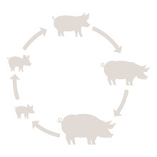 Round Stages Of Pig Growth Silhouette Set. Pork Production. Pig Farm. Piglet Grow Up Animation Circle Progression. Outline Line Contour Vector Icon Flat Illustration.