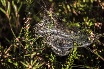 web