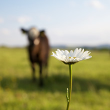 Kuh | Blume 