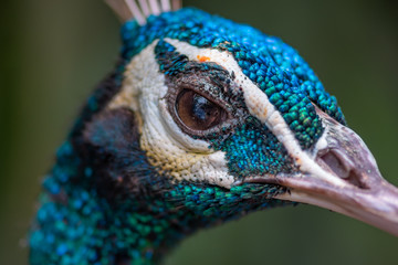 peacock bird close-up