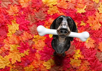 Wall Mural - dog with big bone