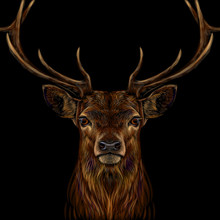 Deer. Realistic, Colorful, Hand-drawn Portrait Of A Deer's Head On A Black Background.