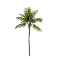 photo of isolated coconut palm tree
