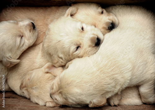 puppies sleeping together