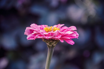 Pink flower on dark blue nature background