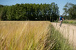 © GC Fotoestudio - wheat field next to a road where a cyclist passes