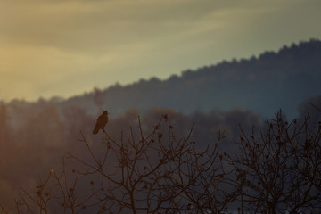 Wall Mural - Black raven on a tree branch in dusk landscape at sunset on a background of hills and forest