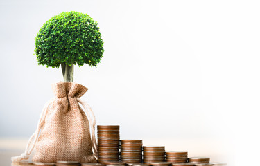 Coins in sack and small plant tree. Pension fund, 401K, Passive income. savings and making money. Investment and retirement. Business investment growth concept. Risk management.