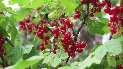 Wall Mural - Red currant ripe bunch in the garden