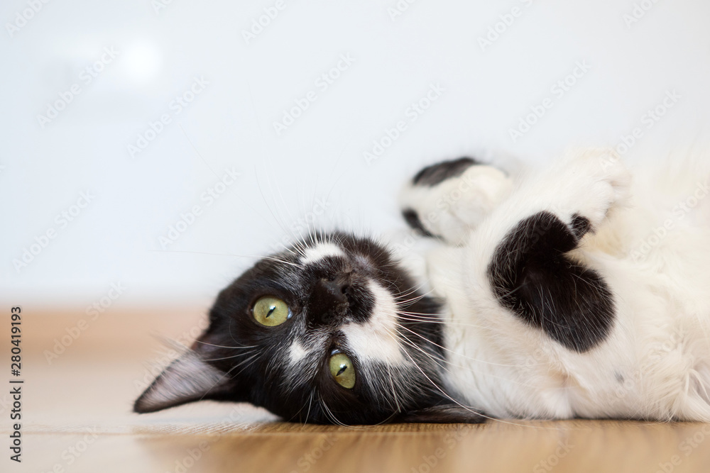 Comportamiento de un gato doméstico hembra - obrazy, fototapety, plakaty 