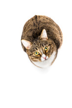 Studio Shot Of An Adorable Gray And Brown Tabby Cat Sitting On White Background Top Isolated