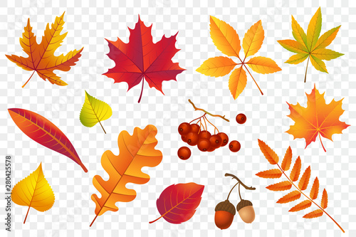 Cuadros en Lienzo Autumn falling leaves isolated on transparent background