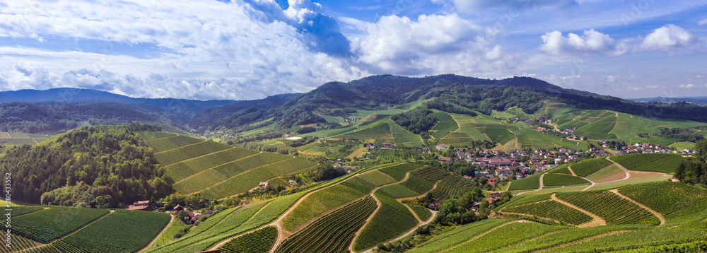 View from Staufenberg Castle to the Black Forest with grapevines near the village of Durbach in the Ortenau region_Baden, Baden Wuerttemberg, Germany - obrazy, fototapety, plakaty 