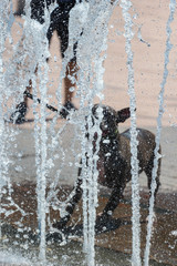 Canvas Print - Dog Playing in a Water Fountain 