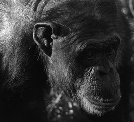 Chimpanzees (or chimps) are the species of the great apes in the genus Pan, consisting of the common chimpanzee and the bonobo. Together with gorillas, they are the only great apes in Africa. 