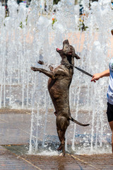 Canvas Print - Pit Bull dog playing in water / Terrier in a Fountain 